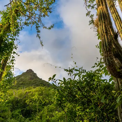 Christoffel Mountain through Cactus