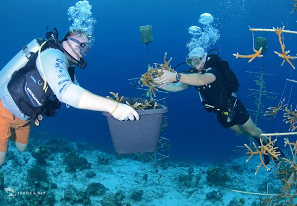 Branch Coral foundation (3)