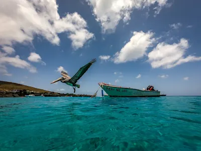 Bird with fishing boat