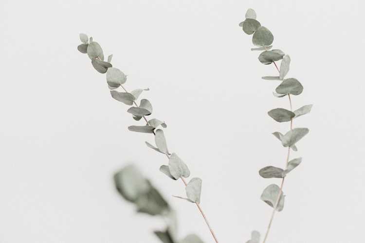 Two branches of leaves