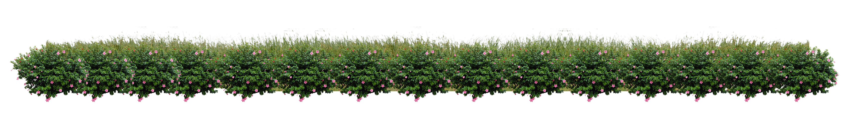 Rose bush