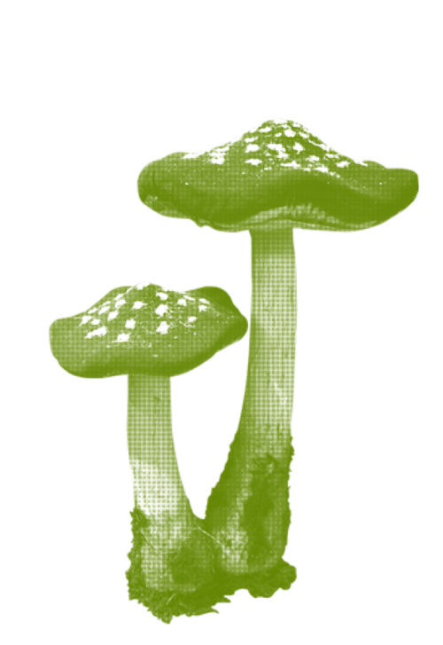 Mushroom