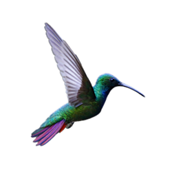 hummingbird