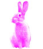 bunny
