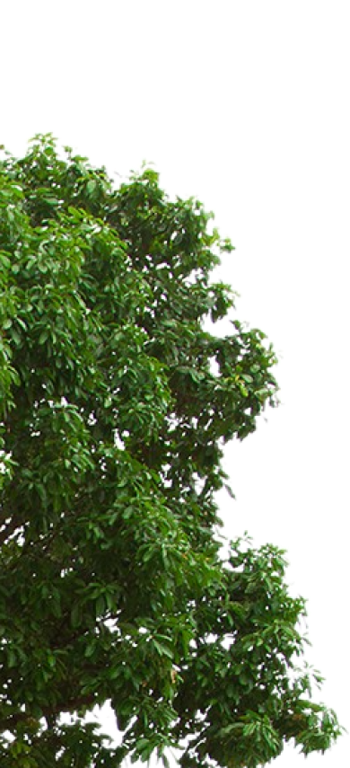 tree left