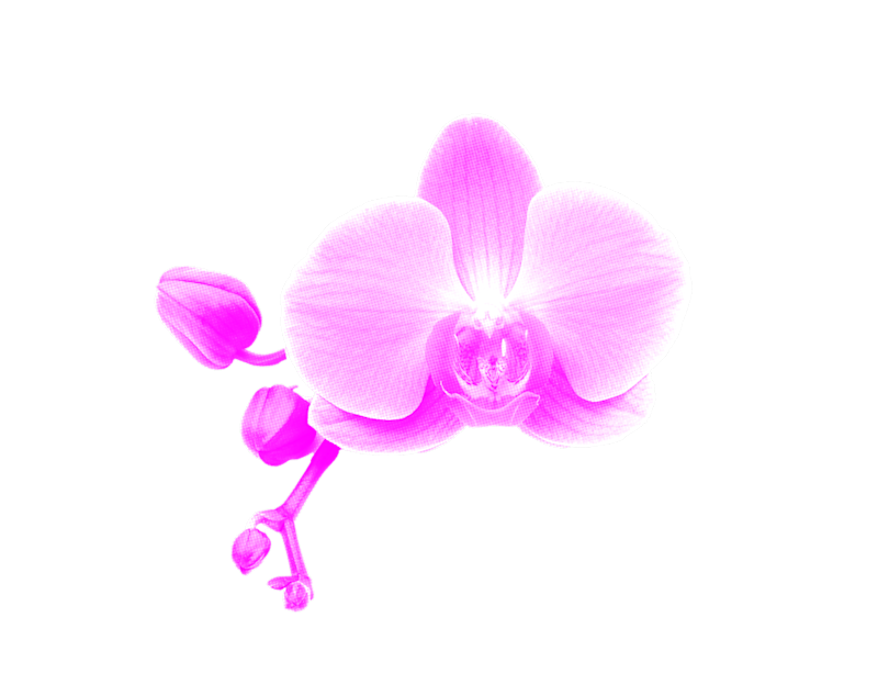 Orchid