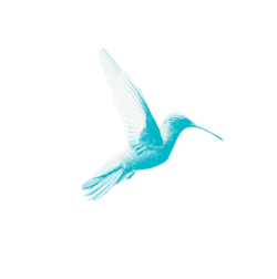Humming bird image
