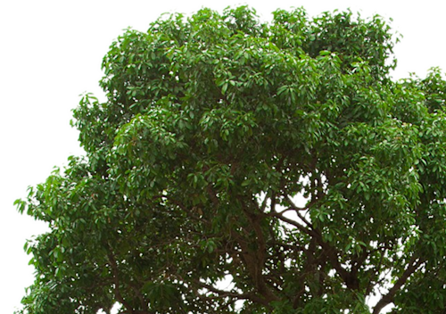 tree right