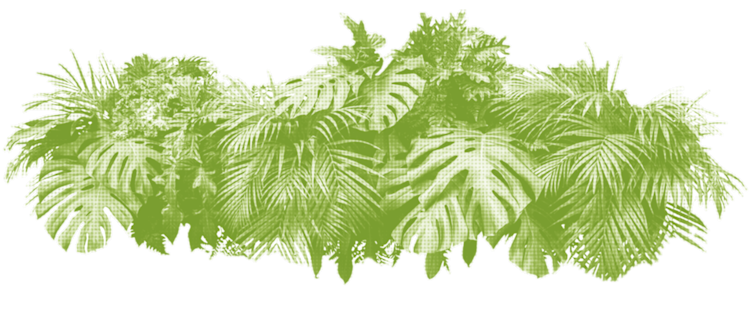foliage image