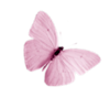 Butterfly image