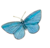 Butterfly image
