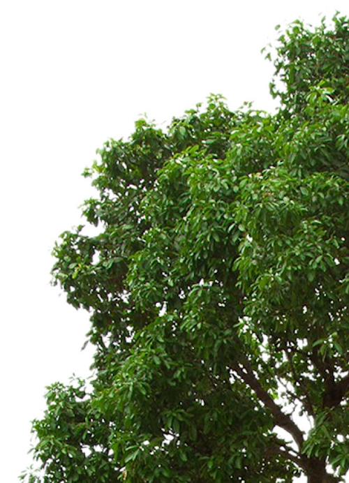 tree right