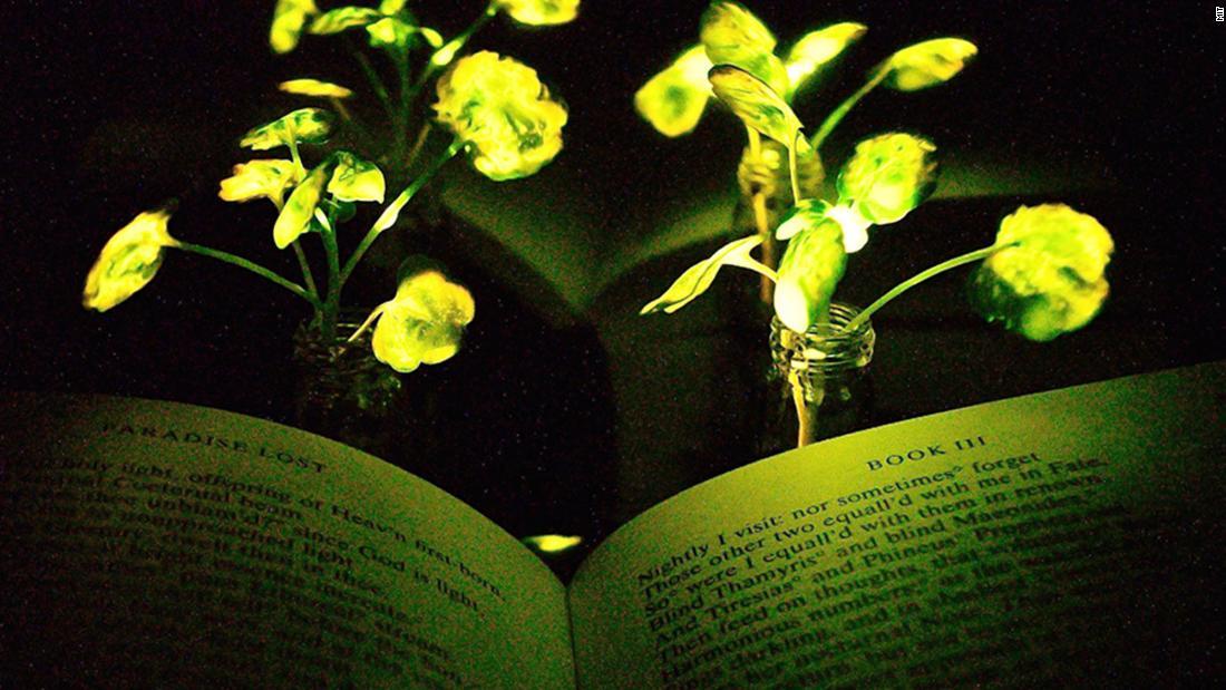 葉に蓄えた光を暗闇で放出する植物