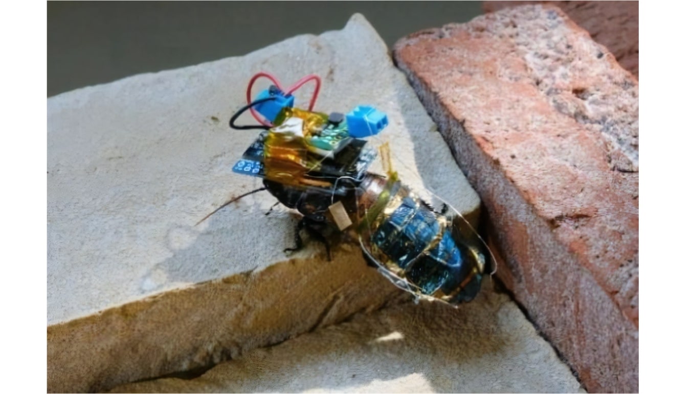 理研らのグループ、遠隔操作と再充電可能な「サイボーグ昆虫」を開発─昆虫の動きを損なわず電子部品を実装