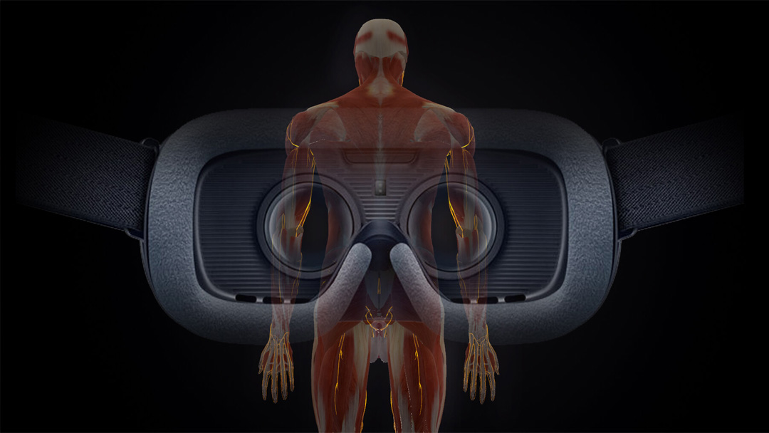 人体の解剖をVR空間で学べるソフトウェア