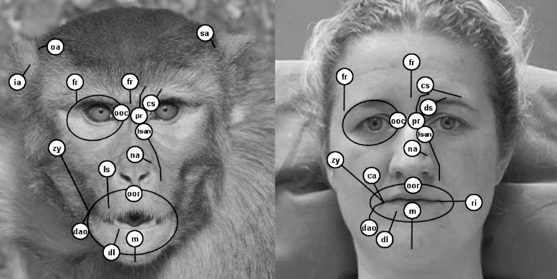 動物の表情が分析できるコーディングシステム