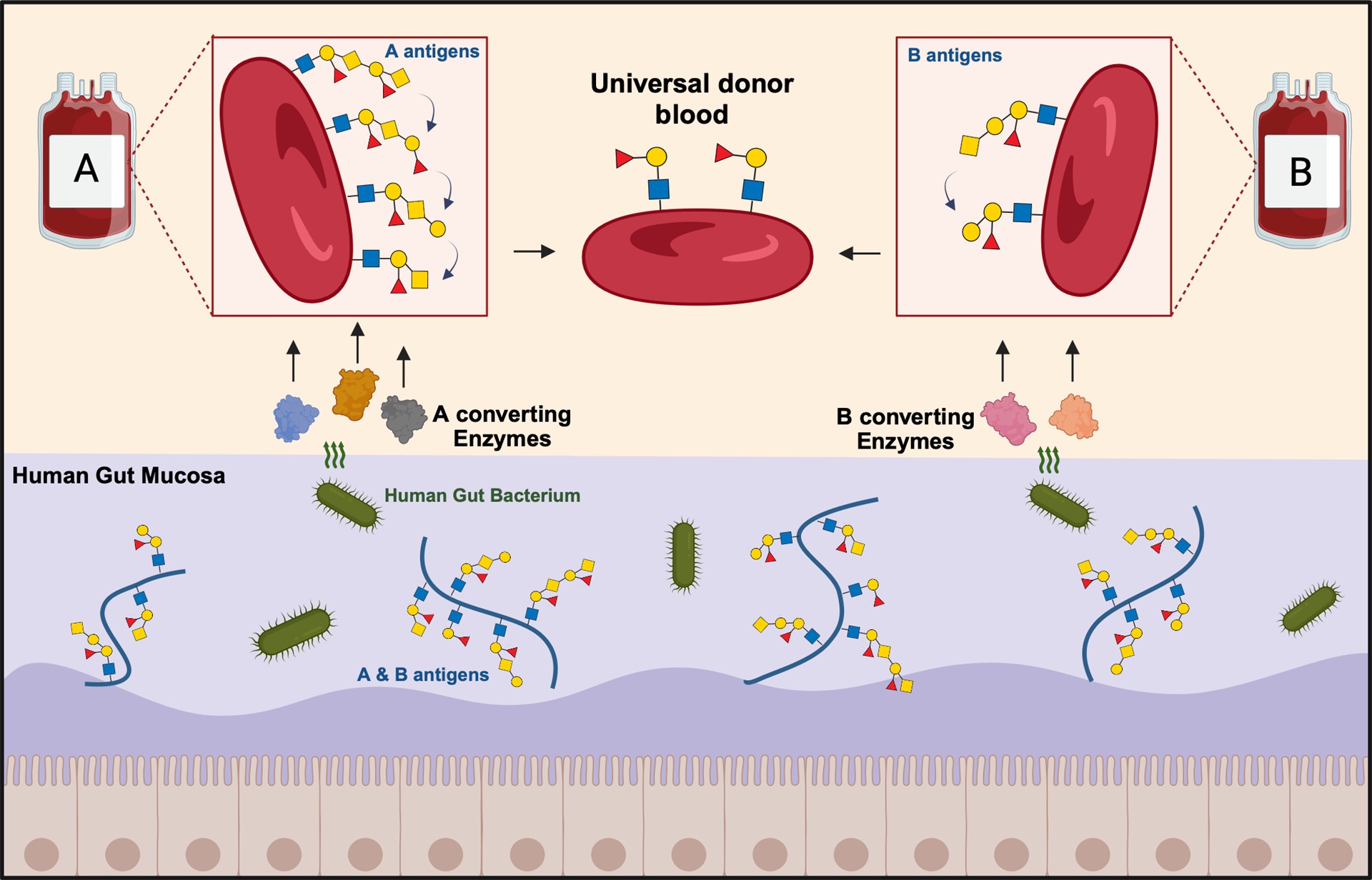 すべての血液型で輸血可能となるか―赤血球抗原を除去する新酵素、障害を取り除き普遍的なドナー血液実現へ