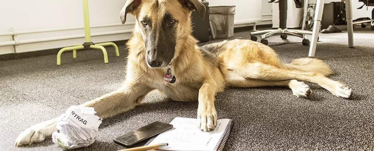 Hund im Büro