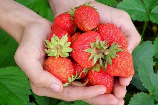 prevent moldy strawberries
