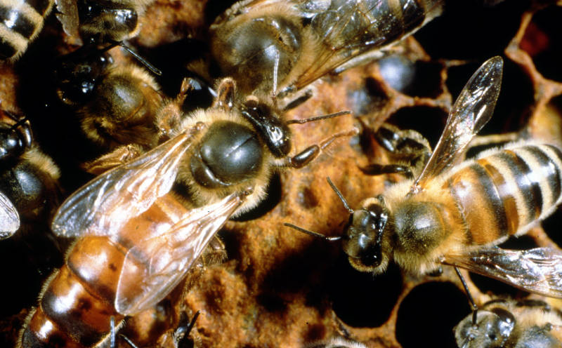 Instrumentally inseminated queen bees