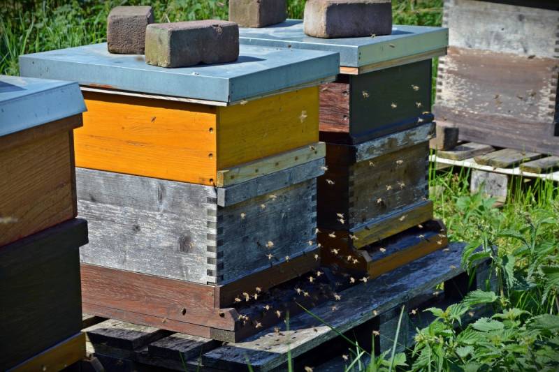 Nucleus and full box hives