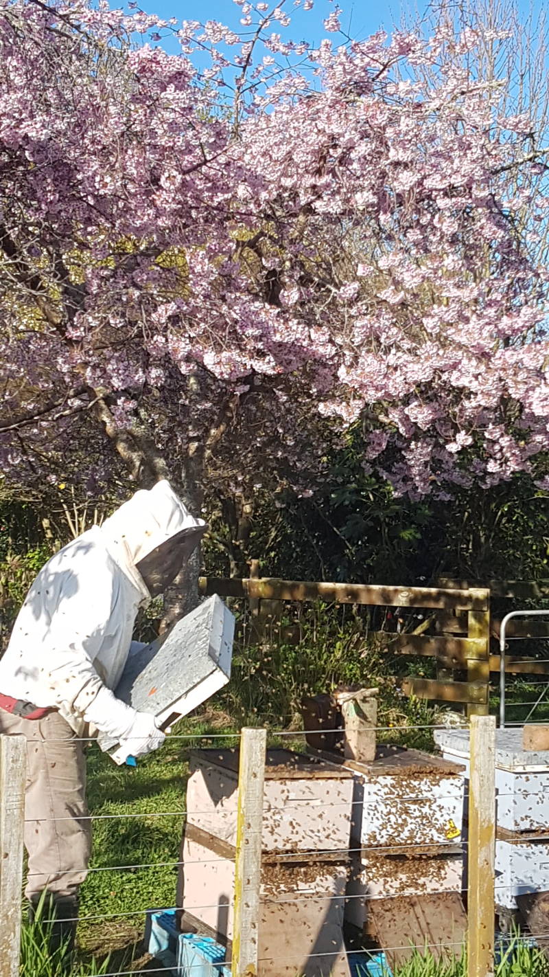 Hive inspections and audits