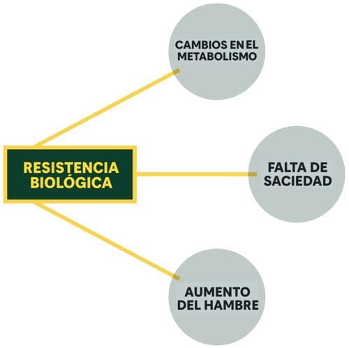 Diagrama que muestra el concepto de “Resistencia biológica” como bloque central, conectado mediante líneas a tres consecuencias: “Cambios en el metabolismo”, “Falta de saciedad” y “Aumento del hambre”.