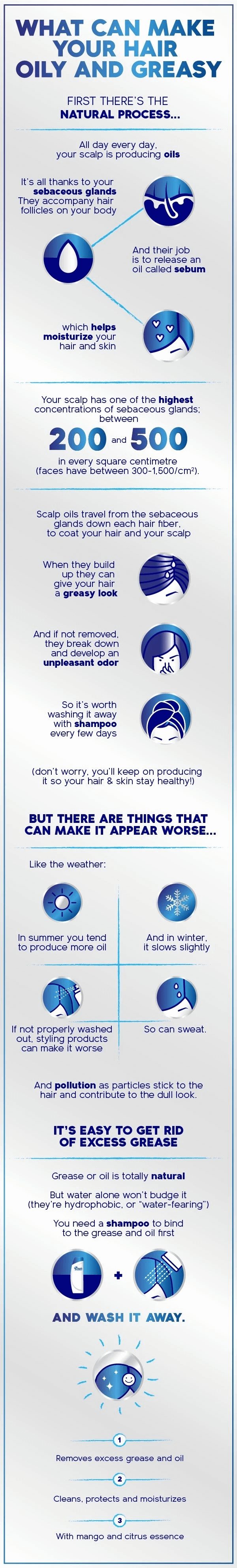 'What makes your hair oily and greasy?' infographic.