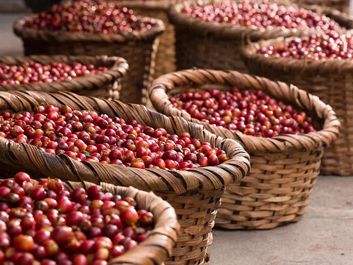 Costa Rica coffee cherry basket