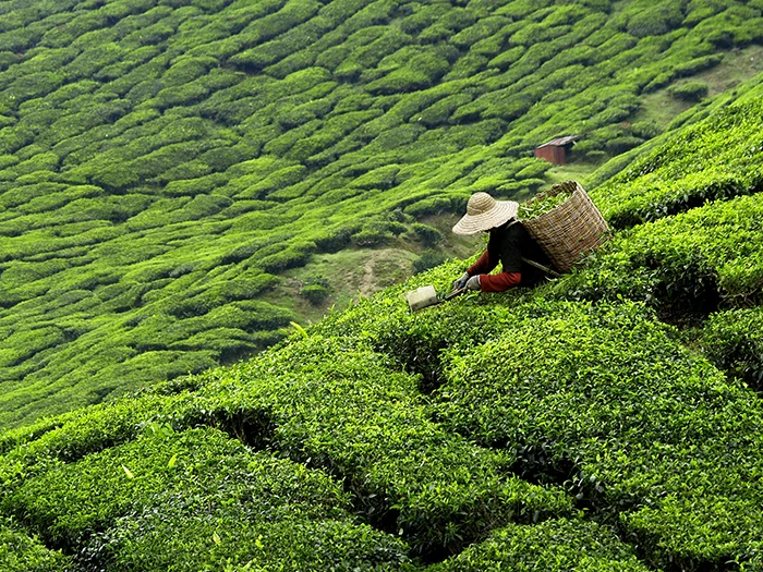 Farming tea leaves