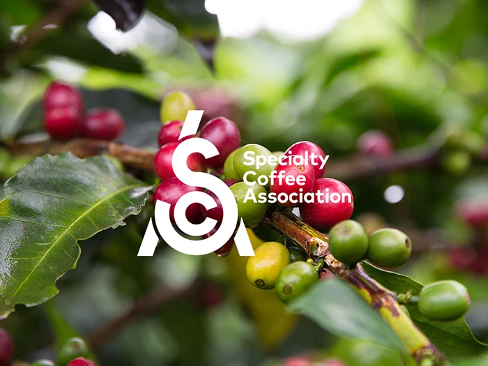 SCA logo on coffee bush picture