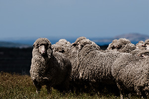 Why Wool? 6 Reasons Why Australian Merino Is The Gold Standard For Suiting