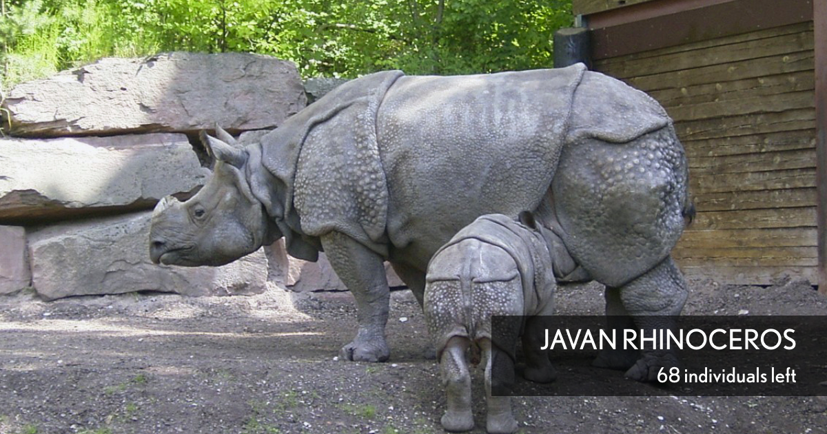 Javan Rhinoceros