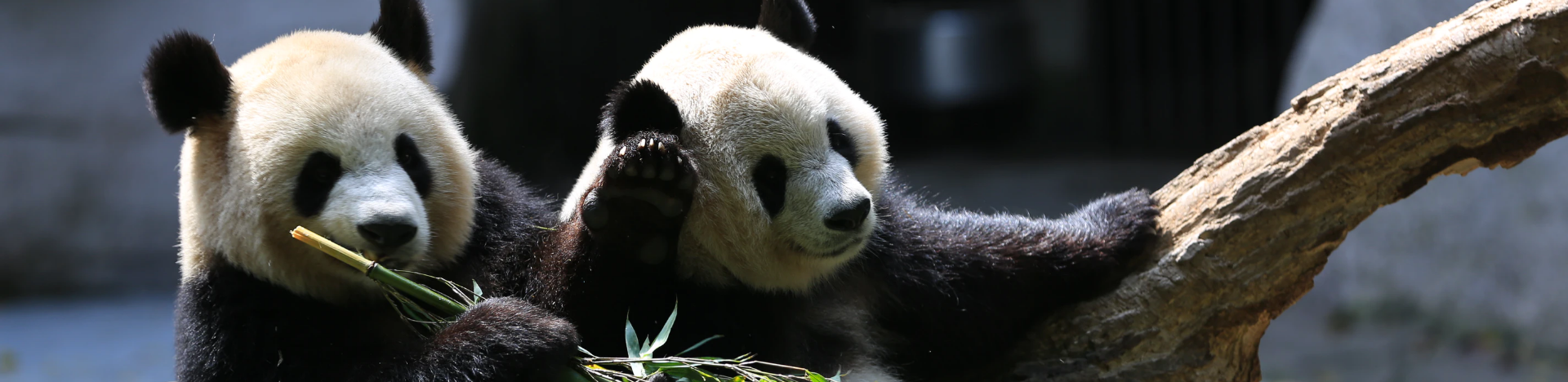 Giant pandas are moved from “endangered” to “vulnerable” in China