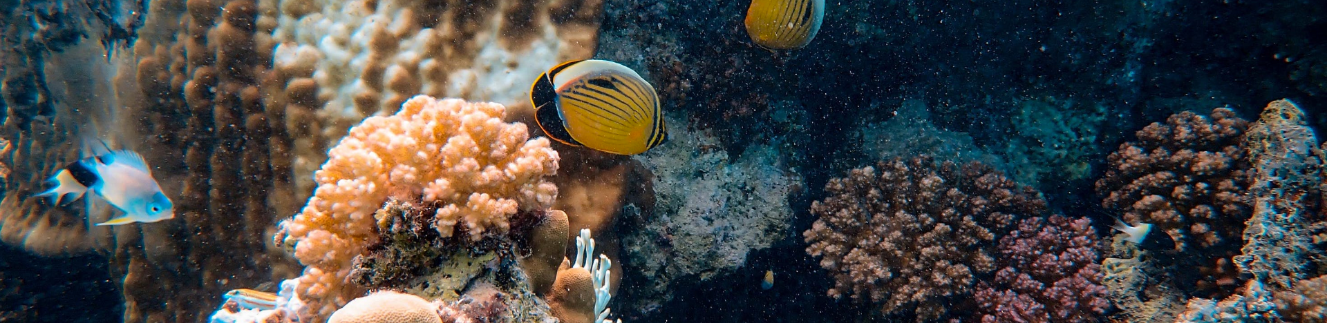 Future of Climate Change There are as many corals in the Pacific as trees in the Amazon