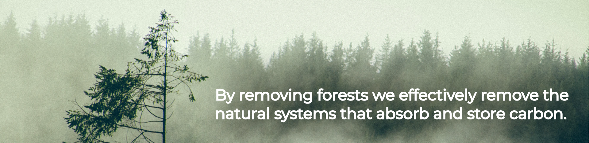 By removing forests we effectively remove the natural systems that absorb and store carbon