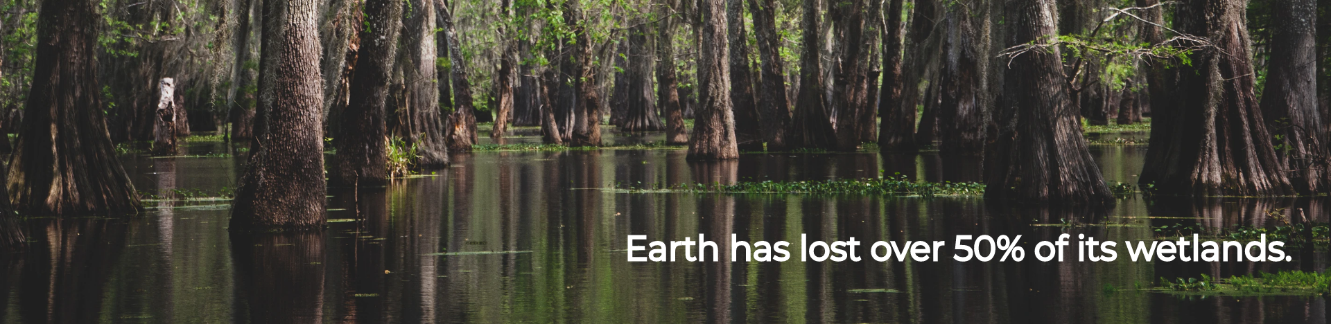 Earth has lost over 50% of its wetlands.