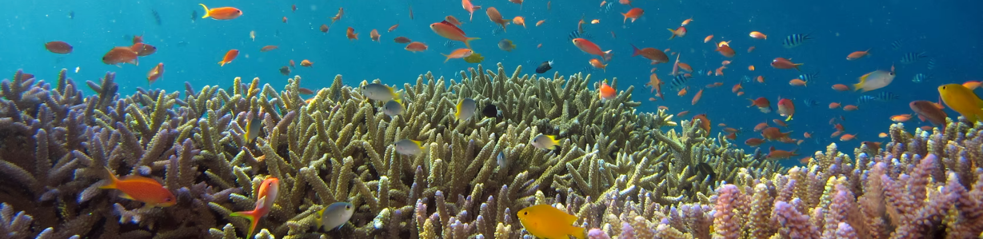 🐠 Reforestation could help save coral reefs from a catastrophe
