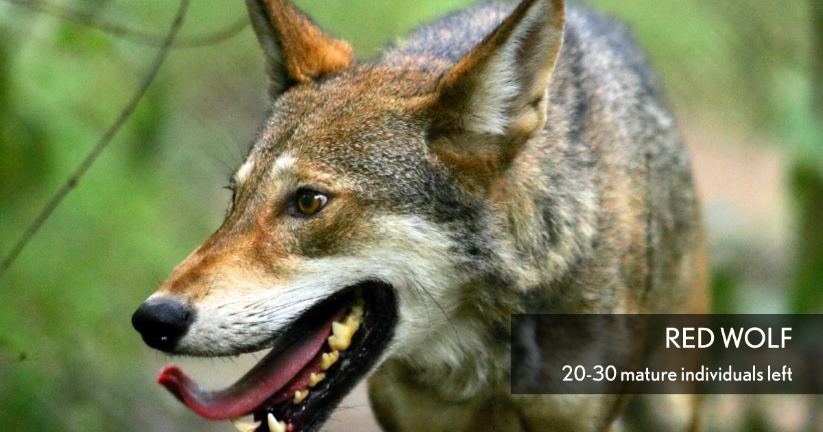 Red Wolf