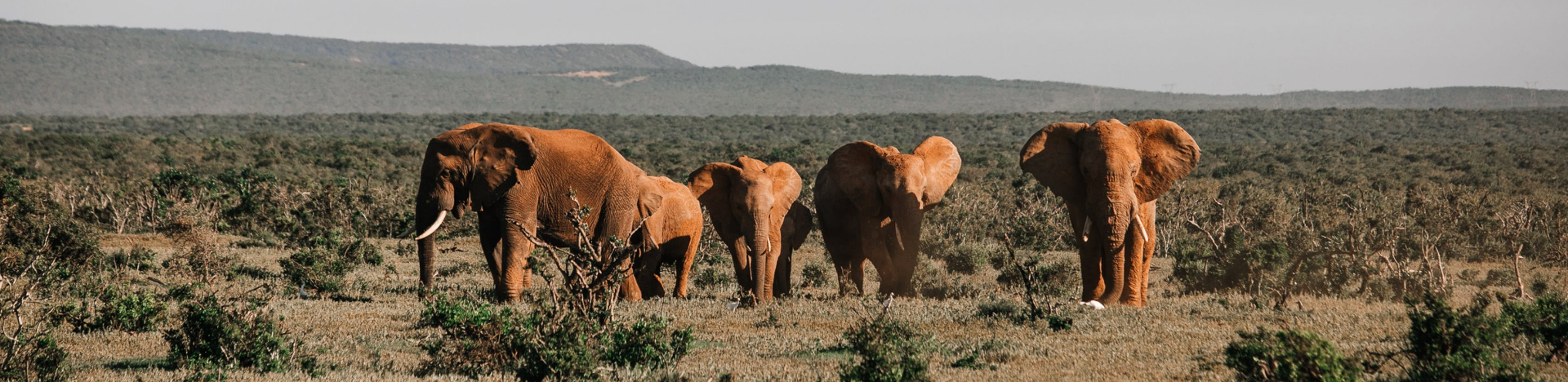New study shows elephants have personalities and use their personality to solve problems