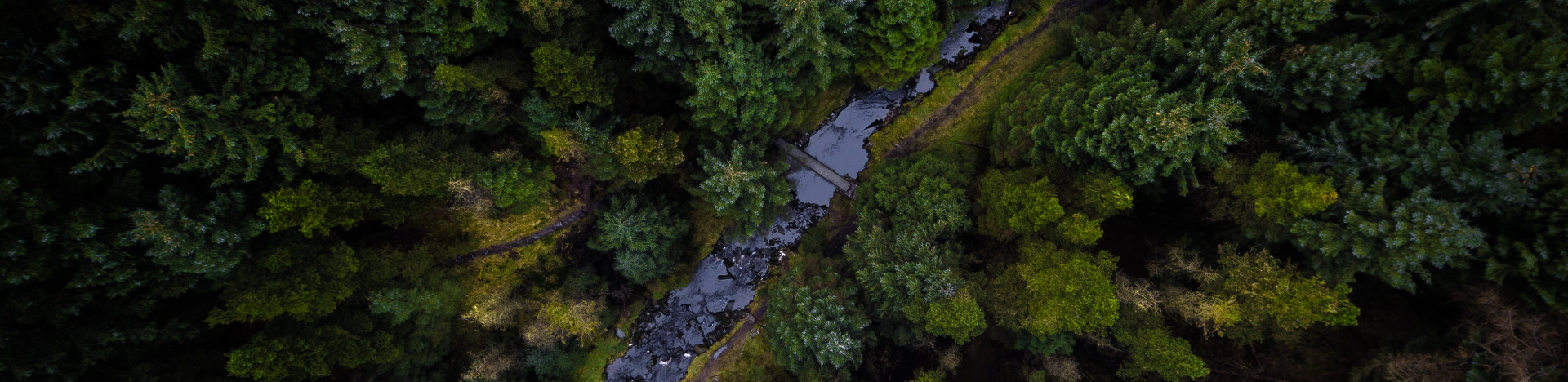 trees offsetting carbon