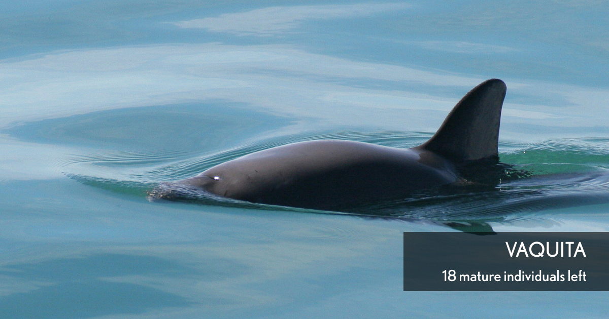 Vaquita