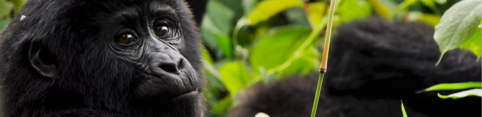 🦍 There’s a baby boom for mountain gorillas in volcanoes national park!