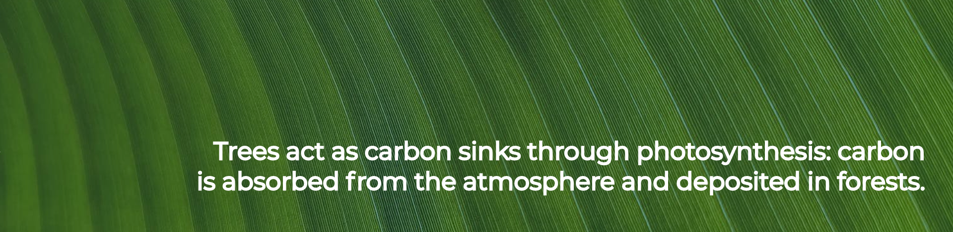 Trees act as carbon sinks through photosynthesis- carbon is absorbed from the atmosphere and deposited in forests.