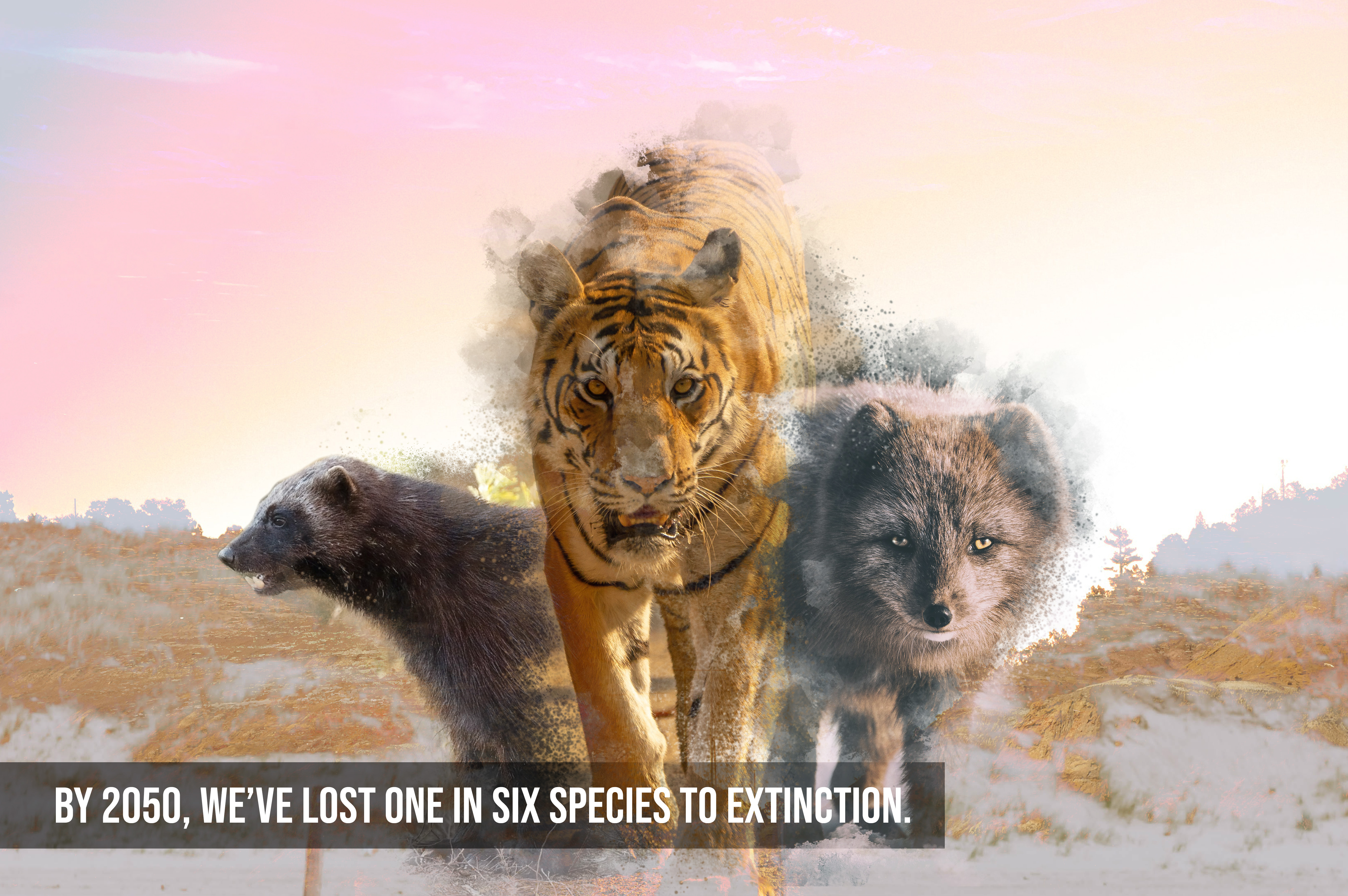 tigers