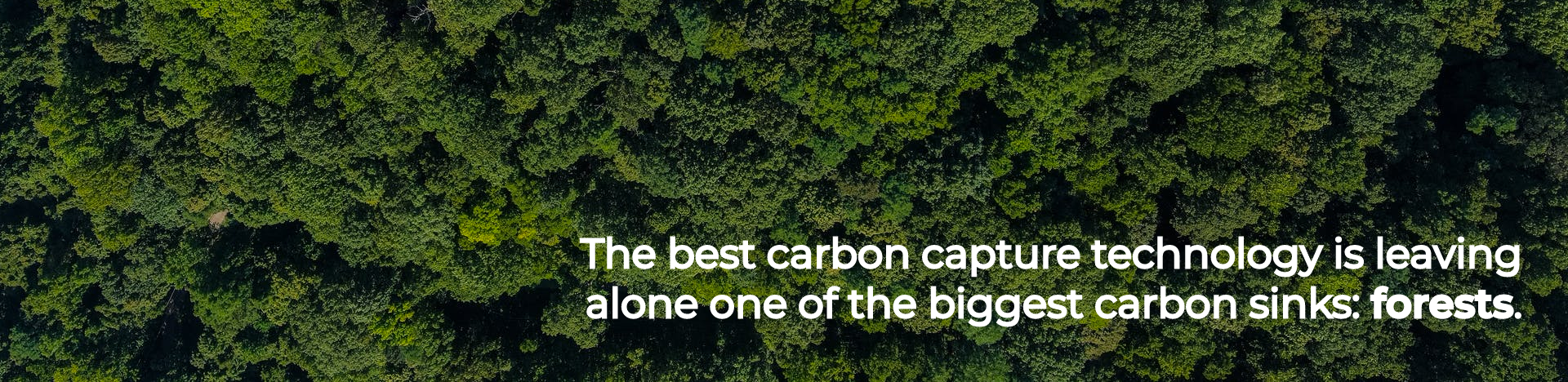 The best carbon capture technology is leaving alone one of the biggest carbon sinks- forests.