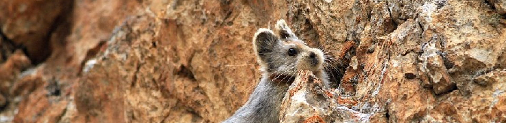 A rare ‘magic rabbit’ spotted for the first time in 20 years