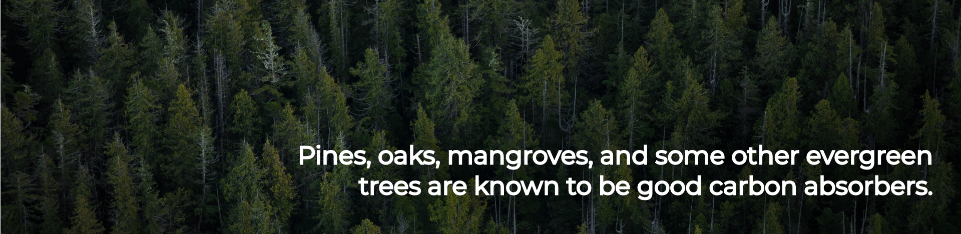 Pines, oaks, mangroves, and some other evergreen trees are known to be good carbon absorbers.