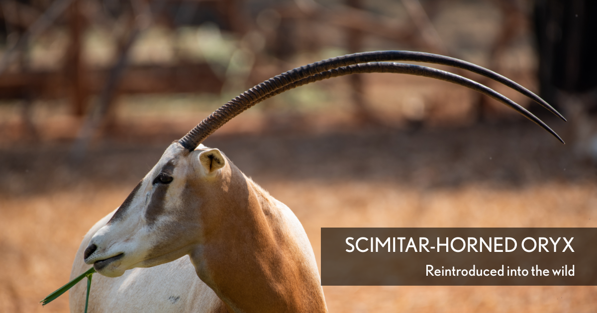 Scimitar-horned Oryx
