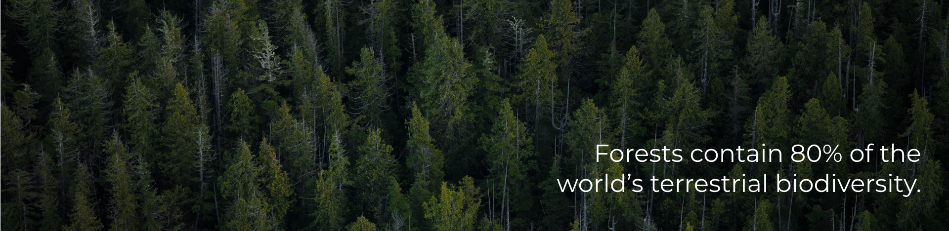 Forests contain 80% of the world’s terrestrial biodiversity.